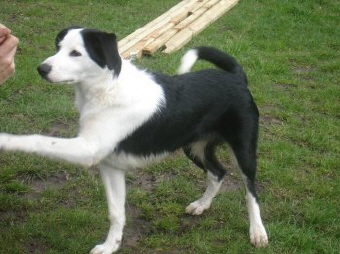 Lad 5 Month Old Male Border Collie Available For Adoption