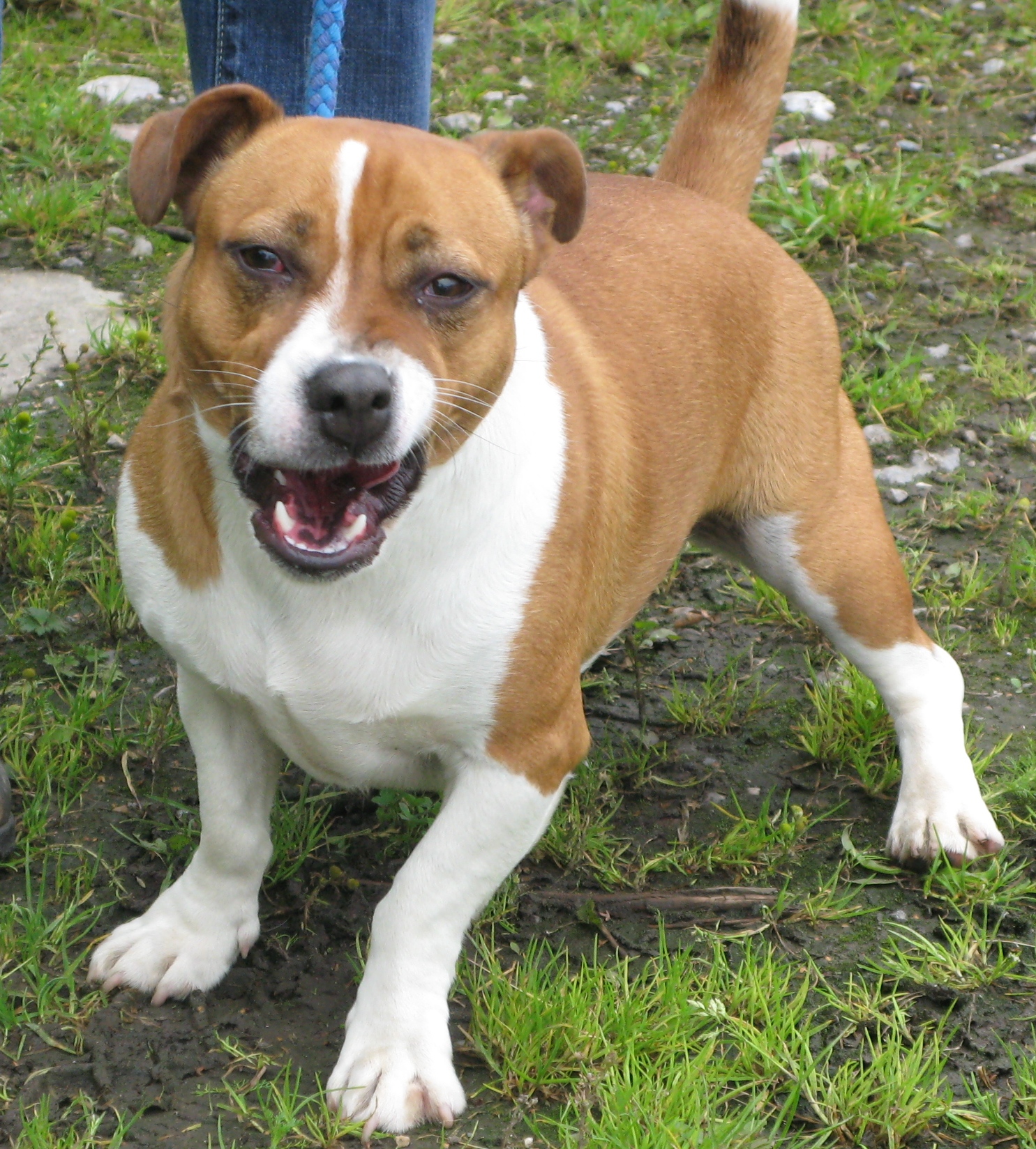 Milo 2 Year Old Male Jack Russell Terrier Cross Staffordshire Bull