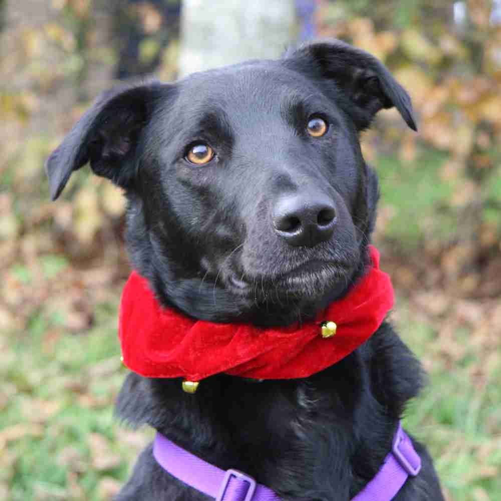 Posts by Bath Cats and Dogs Home Dogs for Adoption & Rescue