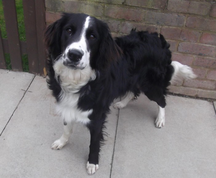 Harley – 10 month old male English Springer Spaniel cross Collie dog