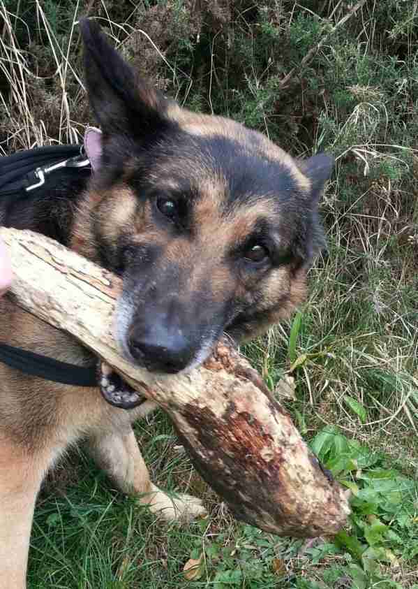 Maisie 10 Year Old Female German Shepherd Dog Dog For Adoption