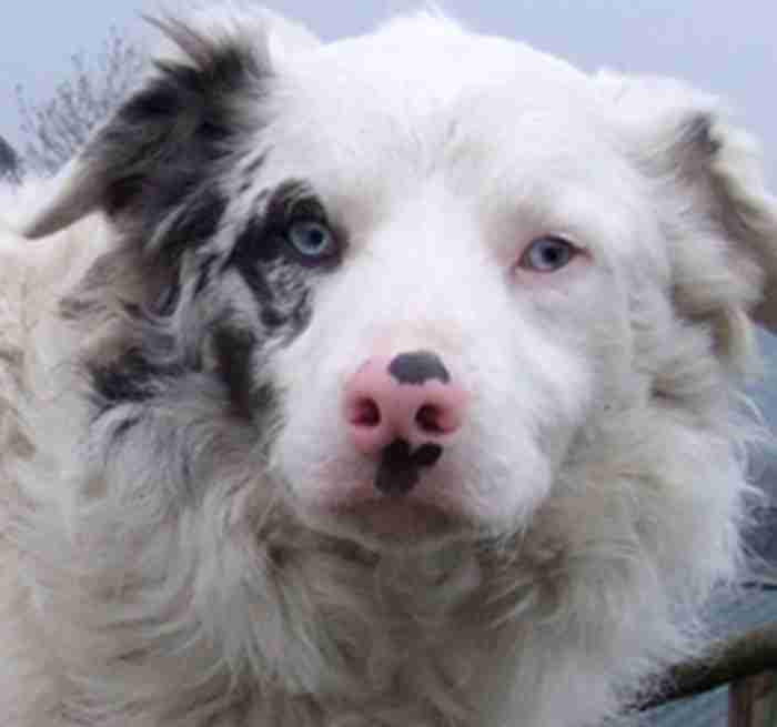 Posts by Freshfields Animal Rescue Centre North Wales