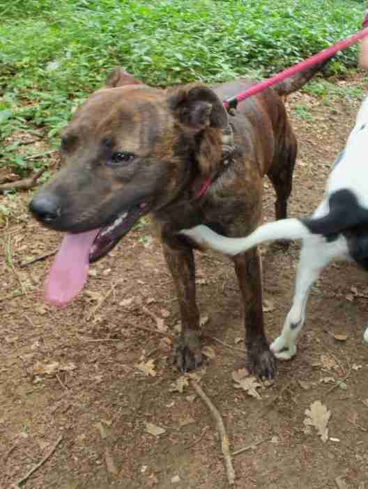 Posts by Animal Helpline Dog Rescue Peterborough Dogs for Adoption