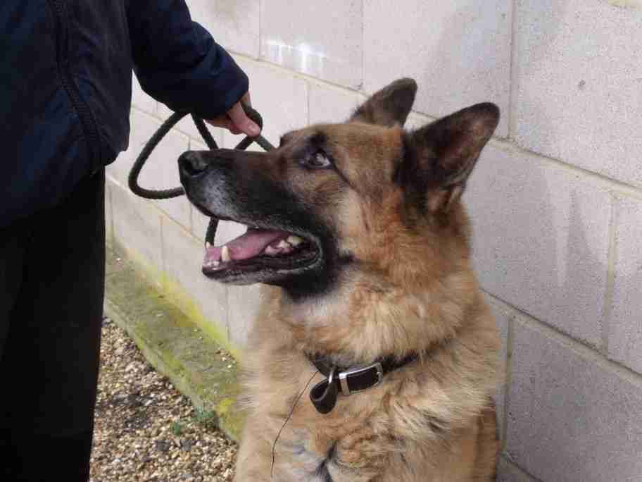 Posts by Forest Lodge Kennels Northamptonshire Dogs for Adoption