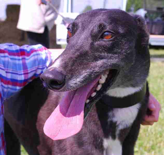 Posts by Lincoln Greyhound Rescue Dogs for Adoption & Rescue