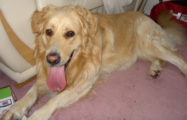 marley-4-year-old-male-golden-retriever-dog-for-adoption