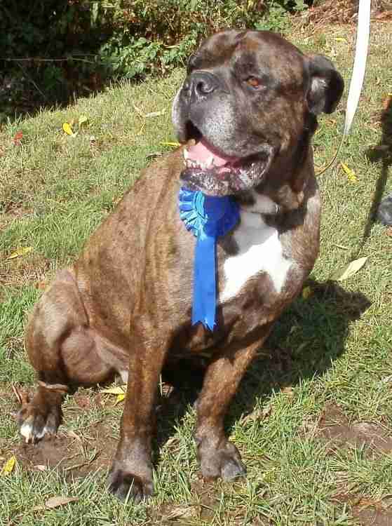 Posts by St Giles Kennels and Rehoming Centre Somerset Dogs for