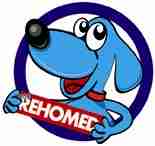 Posts by Hungarian Vizsla Society Rescue | Dogs for ...