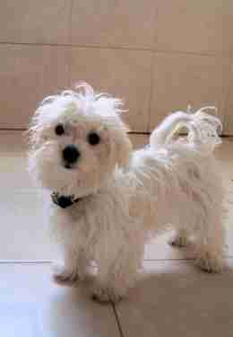 Buster – 4 month old male Maltese dog for adoption