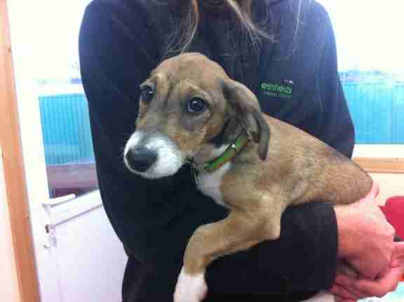 Posts by Freshfields Animal Rescue Centre Liverpool | Dogs ...