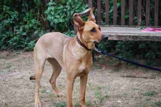 Kiera 18 month old female German Shepherd cross Lurcher