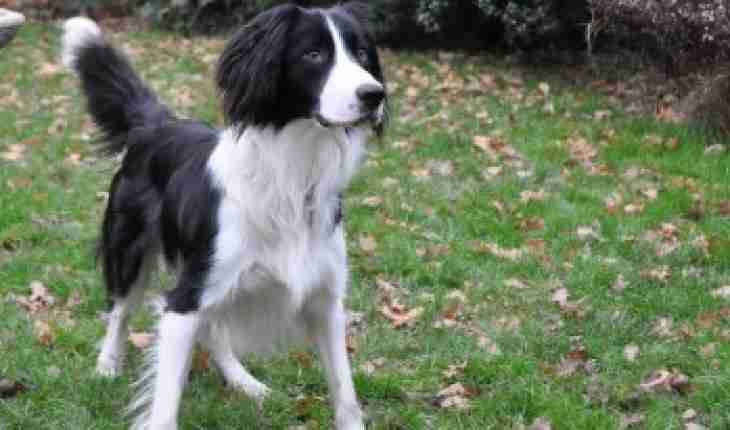 border collie spaniel mix border collie spaniel mix