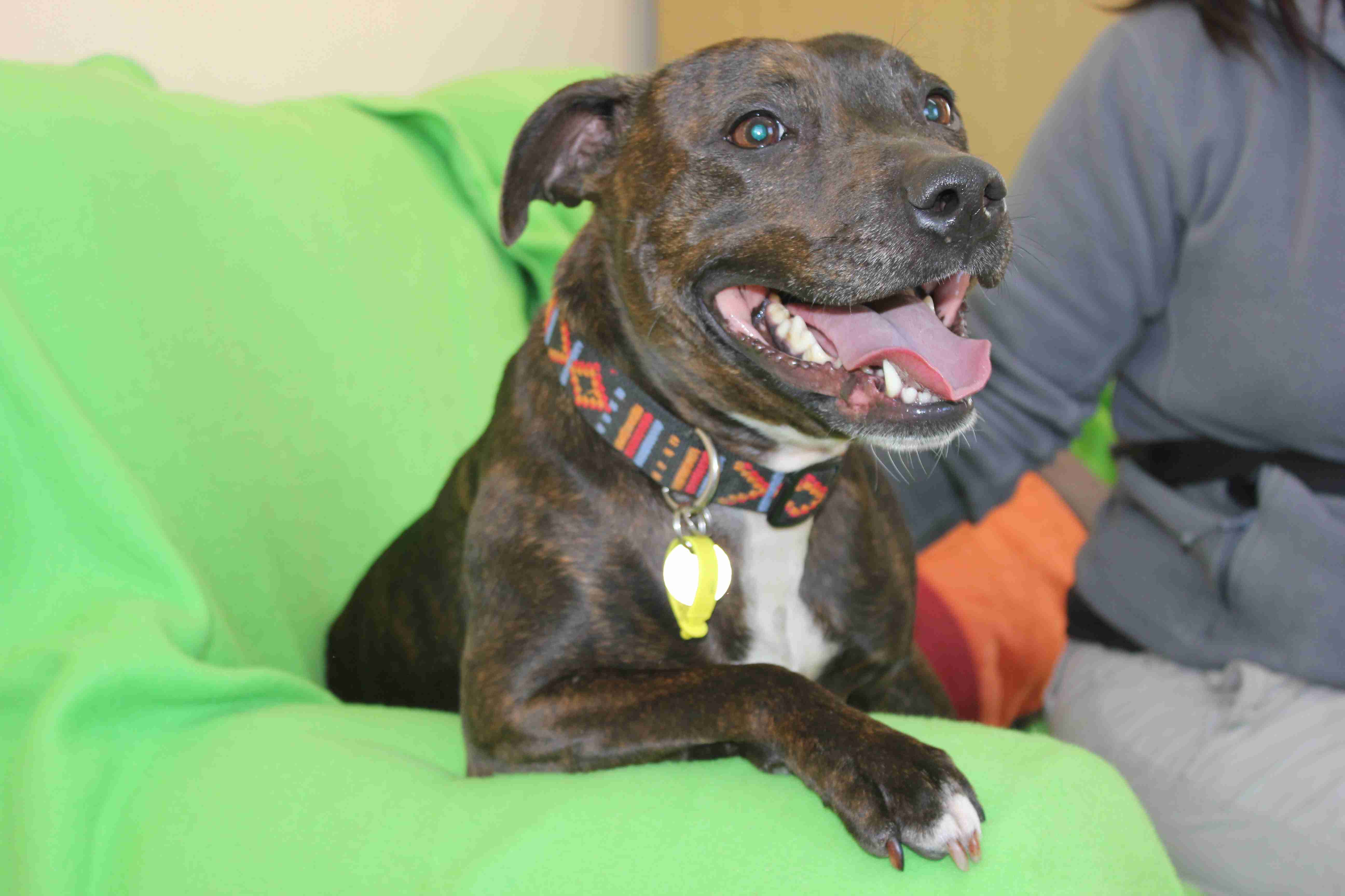 Missy 4 year old female Staffordshire Bull Terrier dog