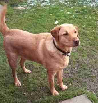 Posts by West Yorkshire Dog Rescue | Dogs for Adoption ...