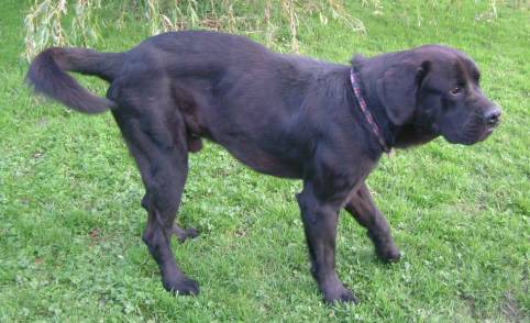 Bear 4 Year Old Male Newfoundland Cross Available For Adoption