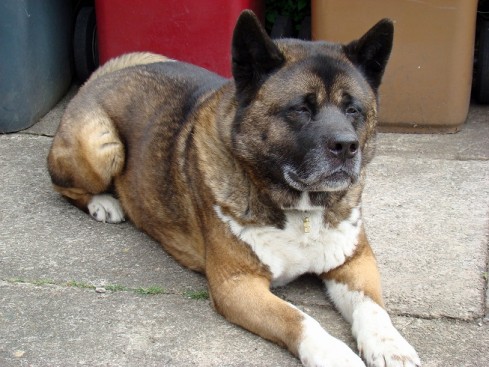 Kuta – 7 year old male Akita dog for adoption