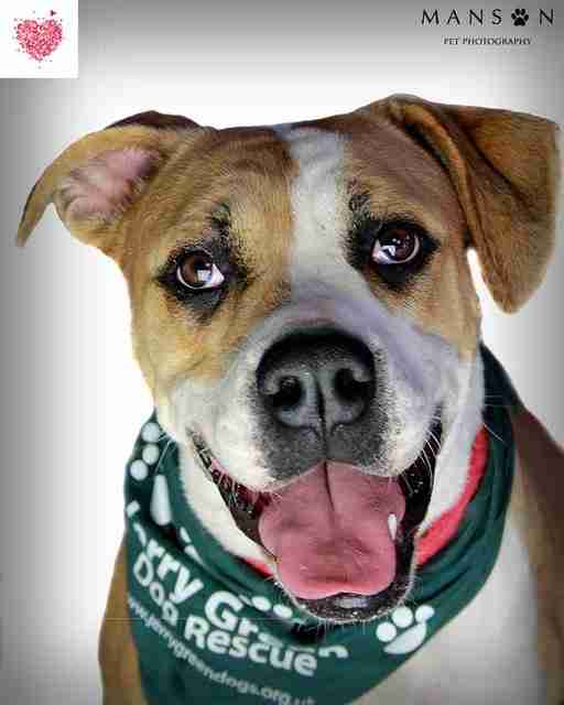 Posts by Jerry Green Dog Rescue North Yorkshire Dogs for Adoption