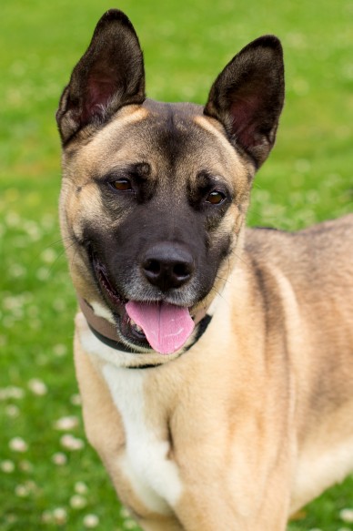 Samson 4 Year Old Male Lurcher Cross Akita Available For Adoption