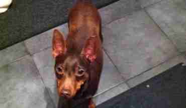 min pin rescue min pin rescue