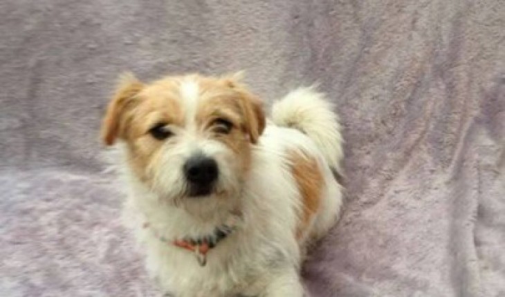 shih tzu jack russell shih tzu jack russell