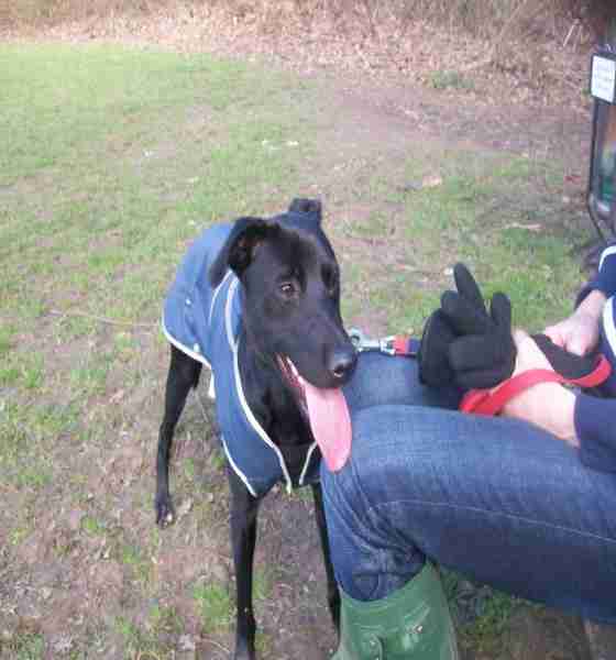 Posts by The Animal Rescue Charity Hertfordshire Dogs for Adoption