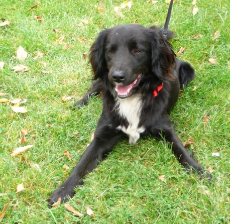 Ollie – 1 year old male Collie cross Spaniel dog for adoption