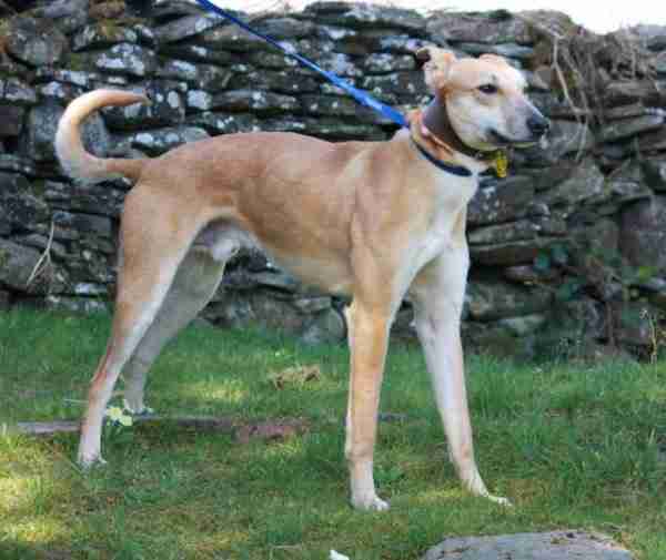 Posts by Evesham Greyhound and Lurcher Rescue Dogs for Adoption