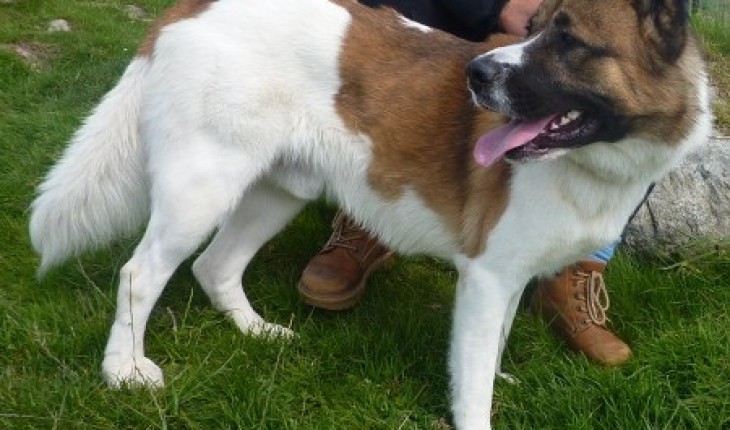 Barney – 2 year old male Akita cross Collie dog for adoption