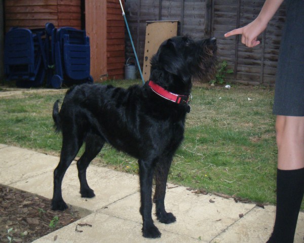 Lottie 21 Month Old Female Labradoodle Available For Adoption