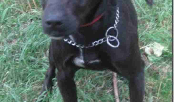 poppy 2 year old female patterdale terrier cross dog for adoption poppy 2 year old female patterdale terrier cross