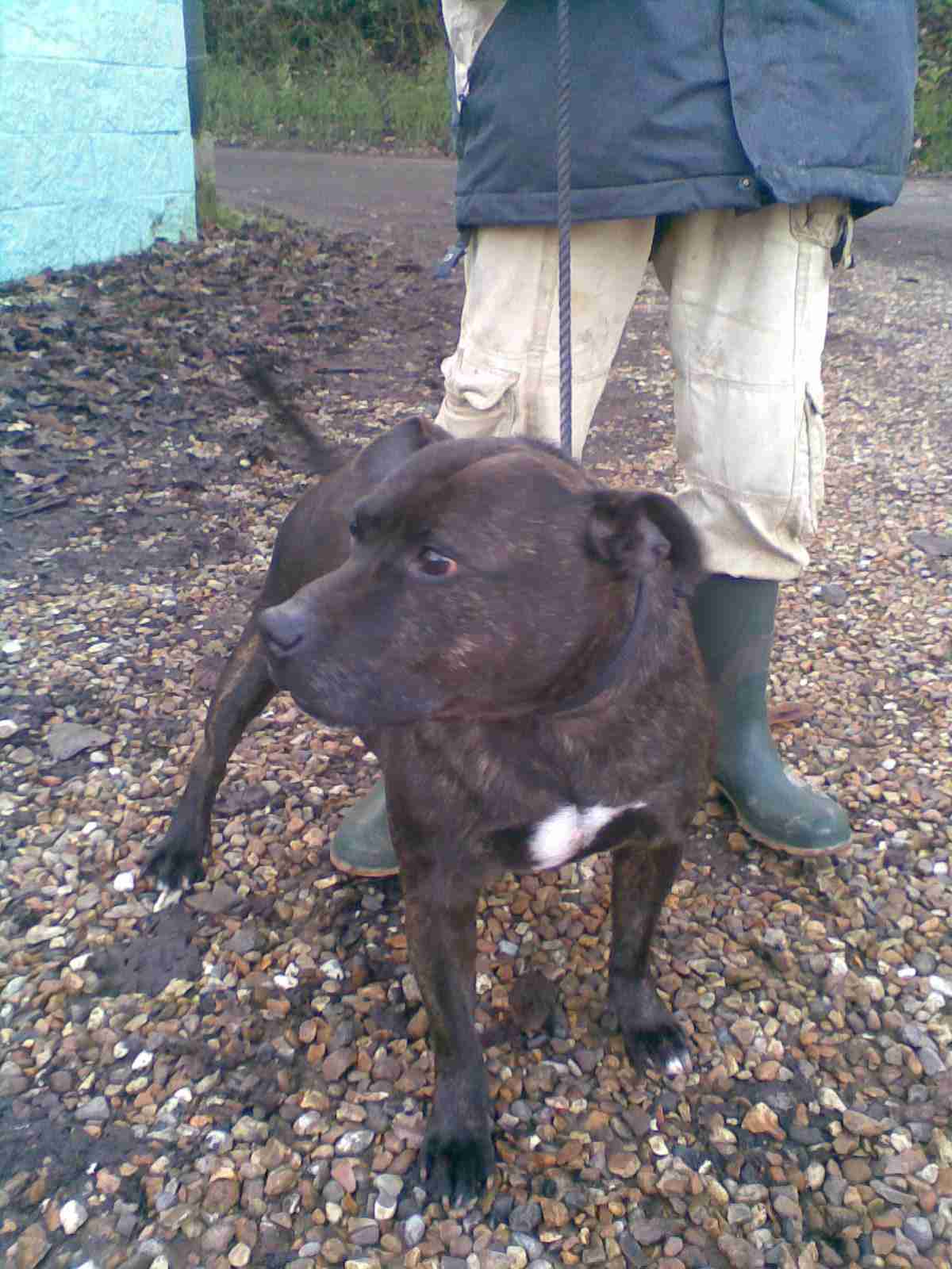 Posts by West Norfolk RSPCA Rehoming Centre Dogs for Adoption