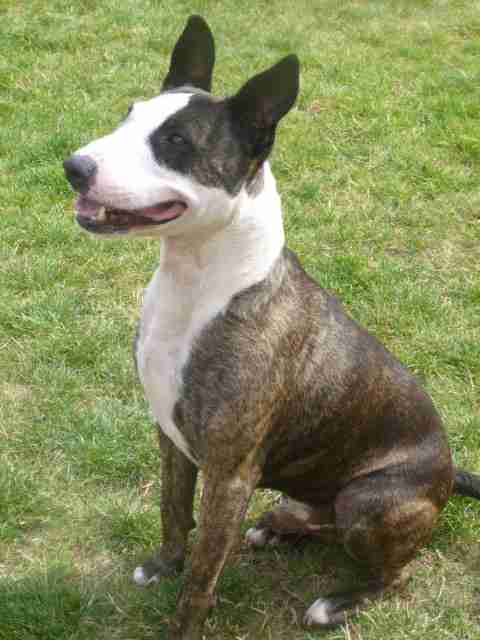 Benson – 4 year old male English Bull Terrier dog for adoption
