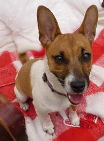 jack terrier russell female penny