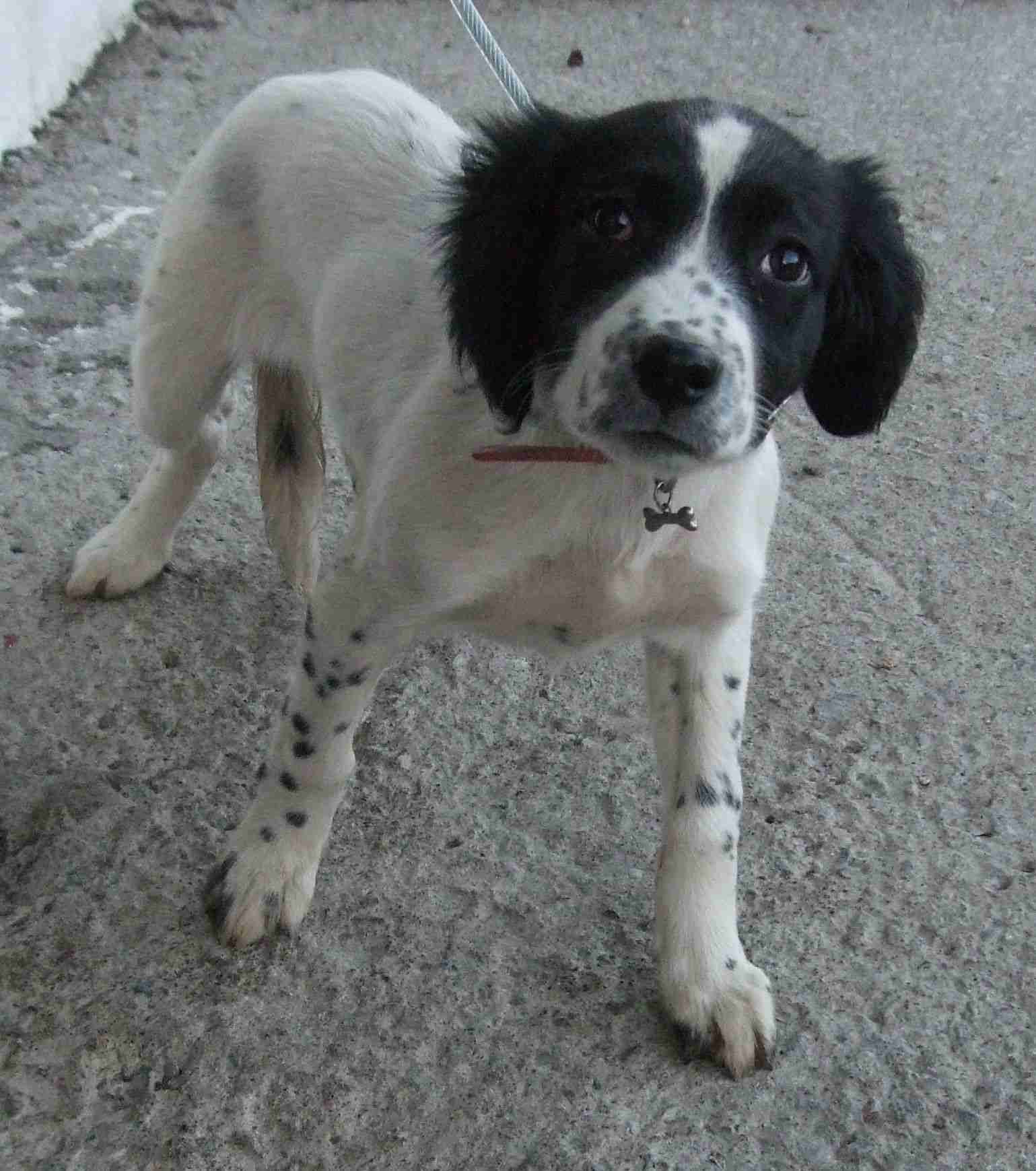 Verity – 11 week old female English Springer Spaniel Cross dog for adoption