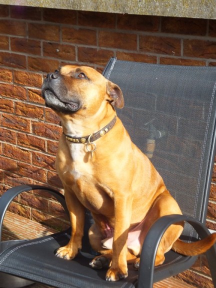 Trigger – 5 year old male Staffordshire Bull Terrier dog ...