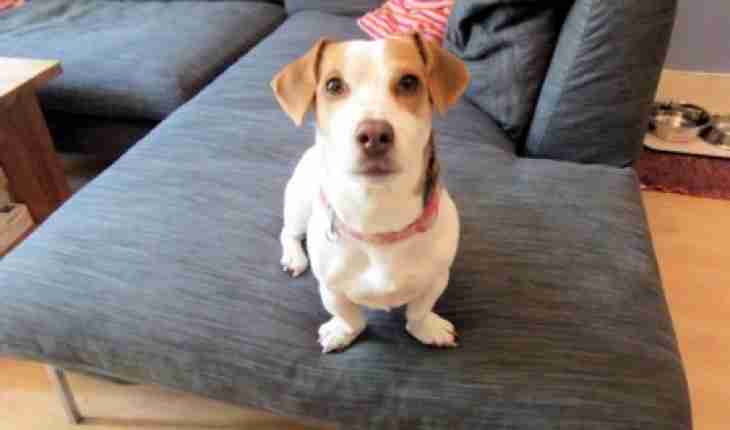 dachshund jack russell dachshund jack russell