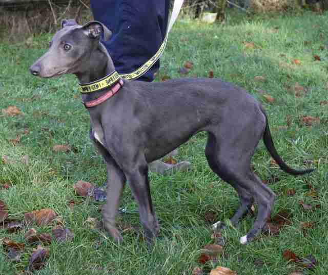 Posts by Evesham Greyhound and Lurcher Rescue Dogs for Adoption
