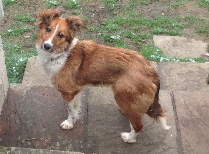 Saffie 6 7 Month Old Female Sheltie Cross Available For Adoption