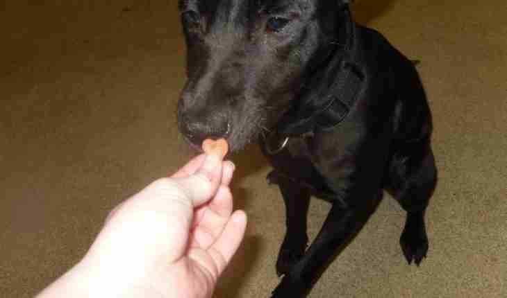 Claudia – 1 year old female Cross-Breed dog for adoption