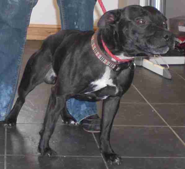 Posts by Acresway Kennels Southend on Sea Essex Dogs for Adoption