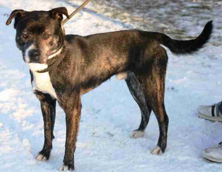 Zack 2 Year Old Male Collie Cross Staffordshire Bull Terrier