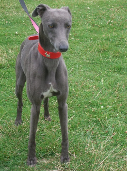 Blue 6 year old male Whippet dog for adoption