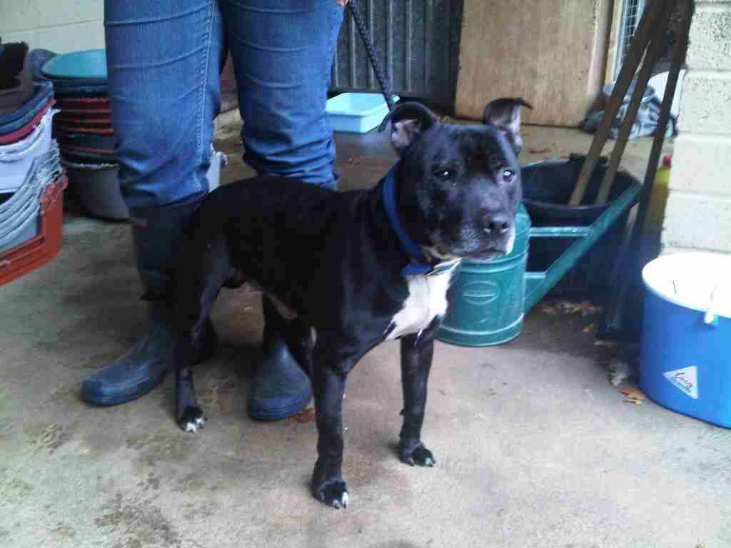 Posts by Staffordshire Bull Terrier Rescue Dogs for Adoption & Rescue Posts by Staffordshire Bull Terrier Rescue Dogs for Adoption & Rescue