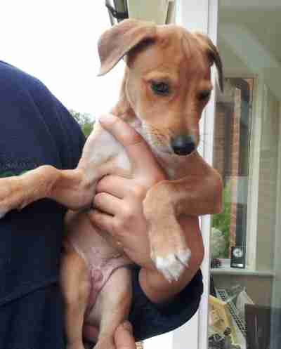 Marley 9 10 Week Old Male Lurcher Available For Adoption