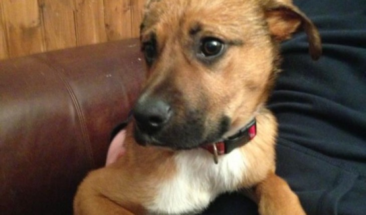 what breed is scooby doo what breed is scooby doo