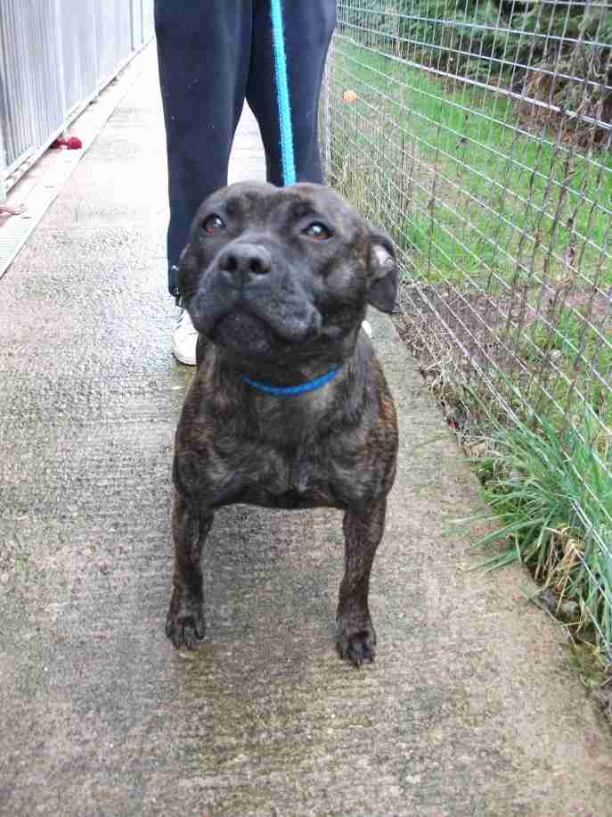 Posts by Danemere Animal Rescue Worcestershire Dogs for Adoption