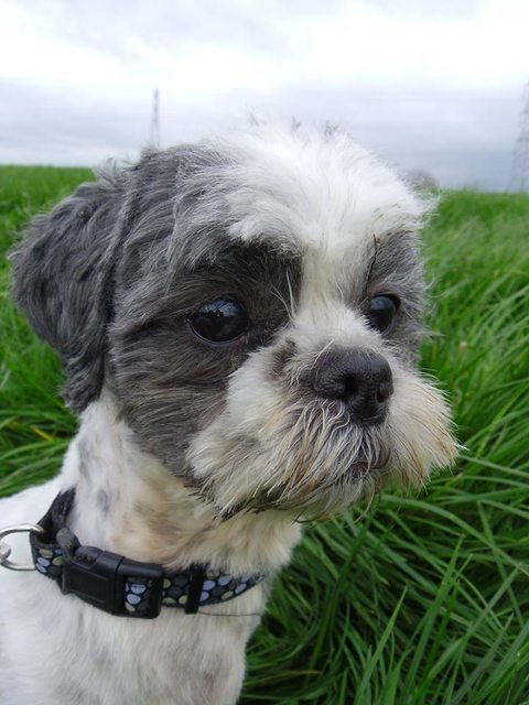 Bailey – 7 year old male Shih Tzu dog for adoption