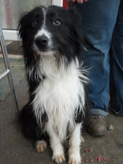 collie bearded border cross dog button