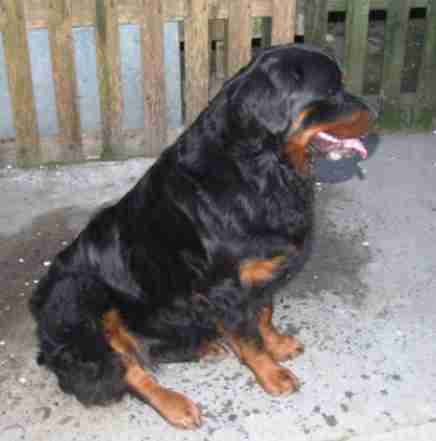 Kali 2 Year Old Female Rottweiler Available For Adoption