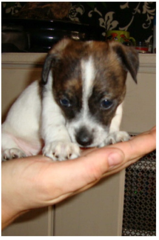 Ozzy – 8 week old male Jack Russell Terrier dog for adoption